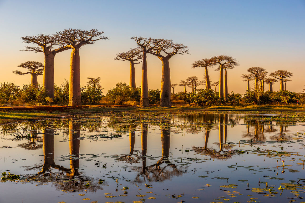 Baobab Bäume in Madagaskar bei Sonnenaufgang